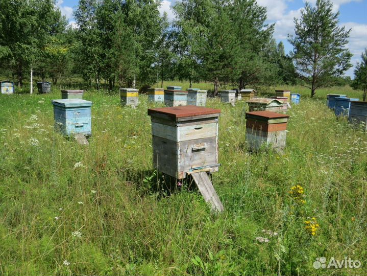 Улей для пчел