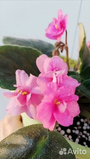 Фиалка цветущая