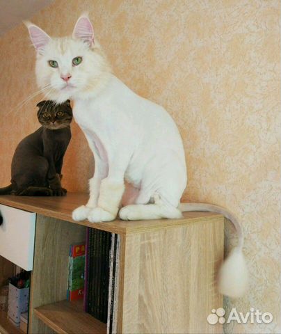Стрижка кошек, котов с выездом объявление продам