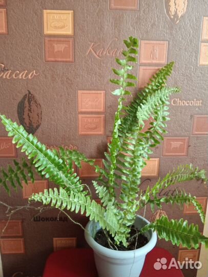 Папоротник