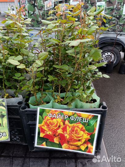 Кустовые розы