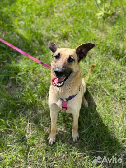 Добрая и ласковая собака из приюта в дар