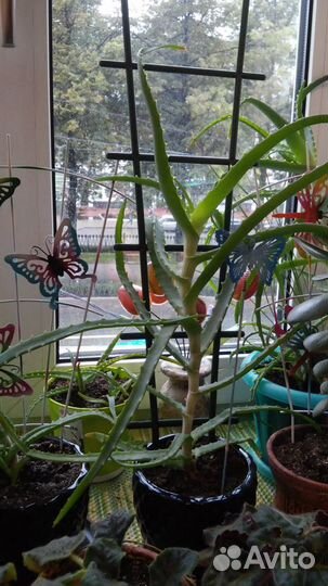 Продаётся алоэ 1-7 лет