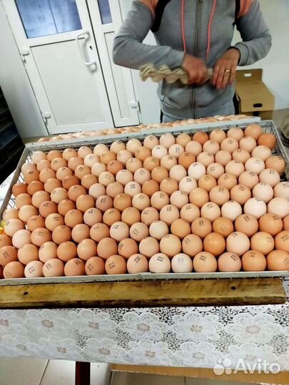 Инкубаторий 