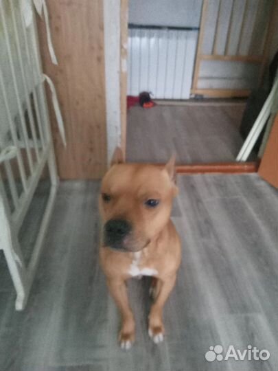 Стаффордширский терьер