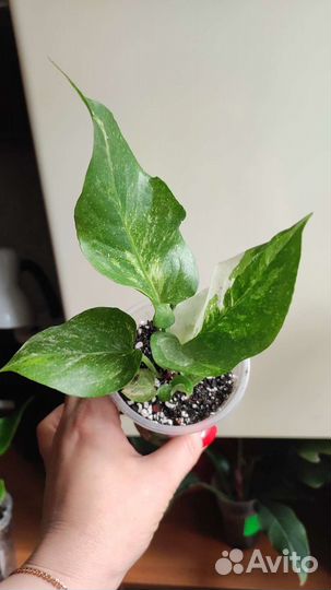 Антуриум ренисанс вар