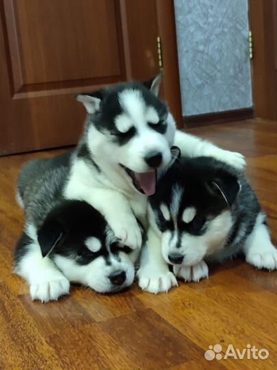 Щенки сибирской хаски мальчик и две девочки