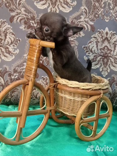 Чихуахуа супер-мини девочка