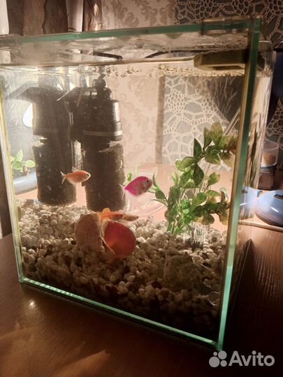 Аквариум с рыбками