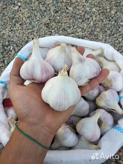 Чеснок