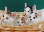 «Букет» котяток ищет дом