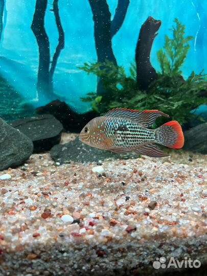 Акара бирюзовая