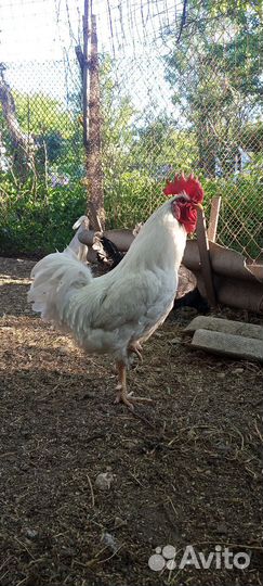 Петухи домашние