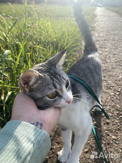 Кошка, котята