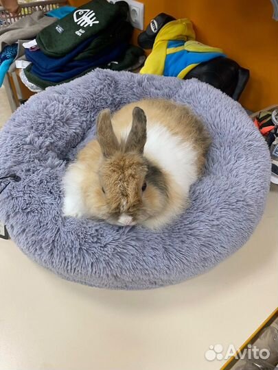 Кролик взрослый, мальчик