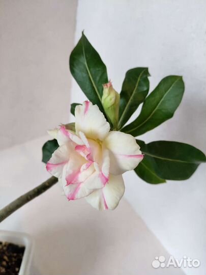 Черенки сортовых адениумов