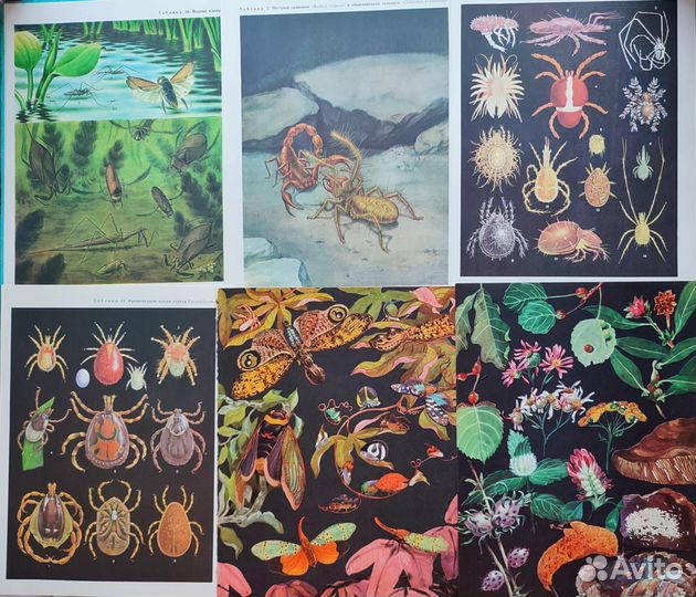 Иллюстрации бабочки, насекомые, стрекозы