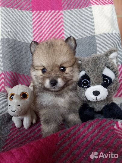 Померанский шпиц