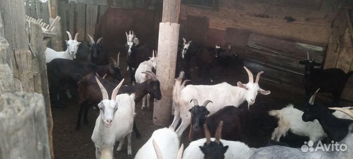Козы и козлы