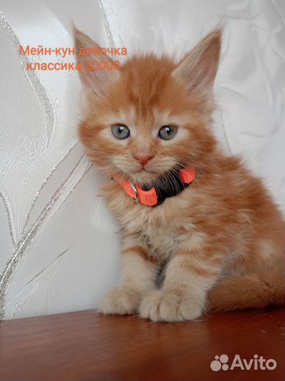 Мейн-кун