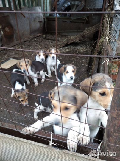 Щенки Русской Пегой гончей