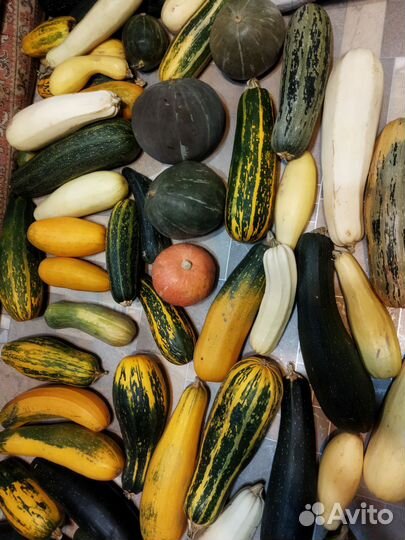 Кабачки свежие разных сортов