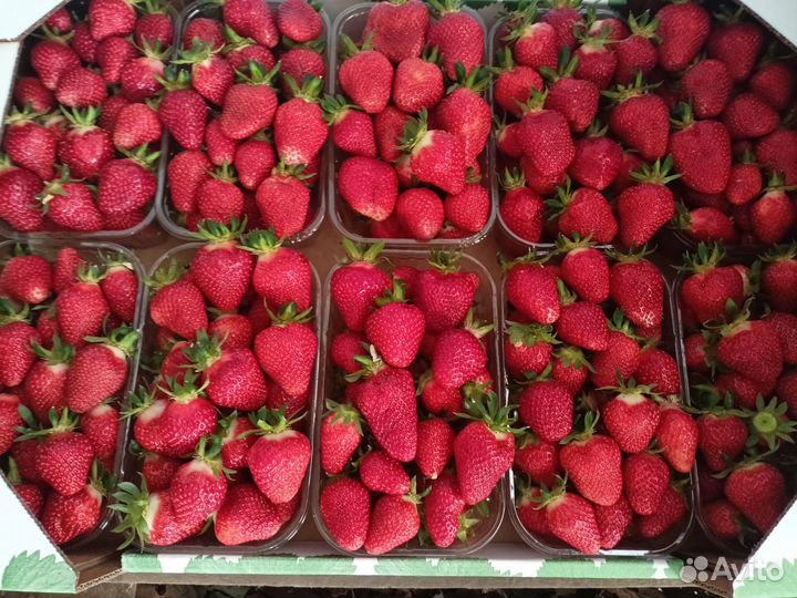 Клубника оптом
