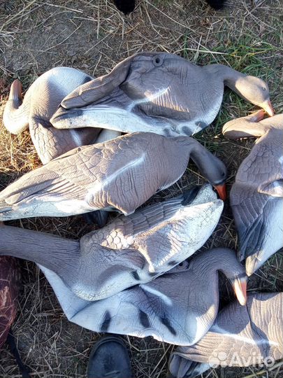 Гуси для охоты подсадные