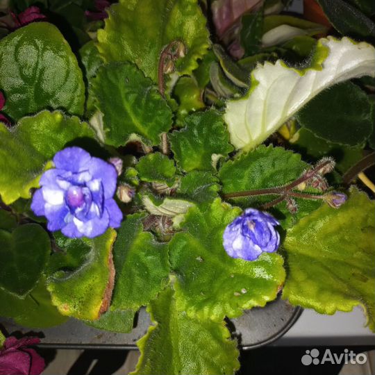 Лист фиалки с корнем