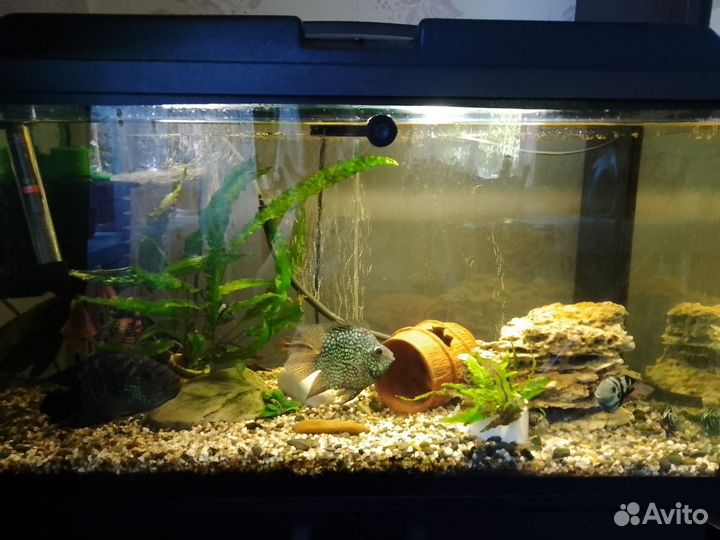 Аквариум с тумбой 100 литров