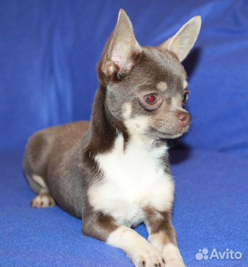 Девочка чихуахуа 5 мес