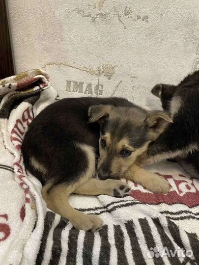 Щенок девочка