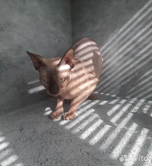 Канадский сфинкс