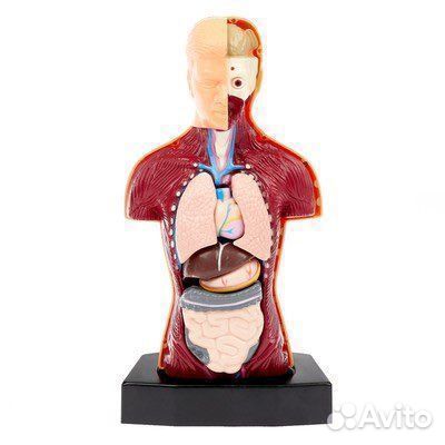 Научный опыт «Строение тела» 2 вида