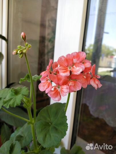 Герань пеларгония