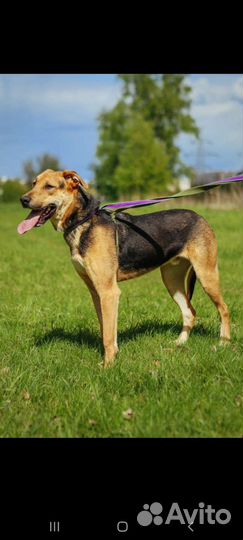 Собака бесплатно