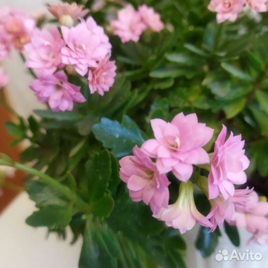 Комнатные цветы