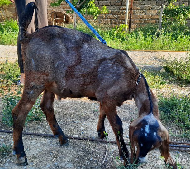 Нубийский козлик чистопородный