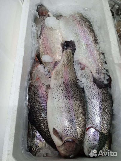 Форель охлаждённая из Хакасии. Икра форели