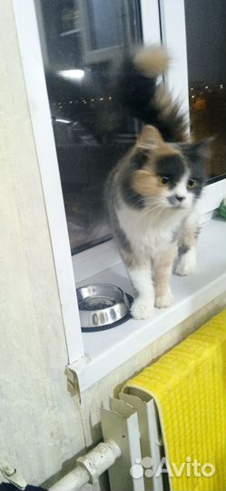 Кошечка 1год