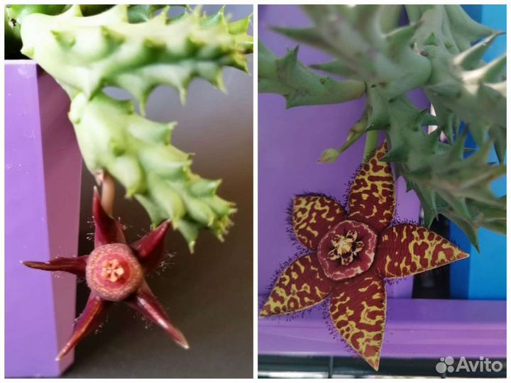 Суккуленты