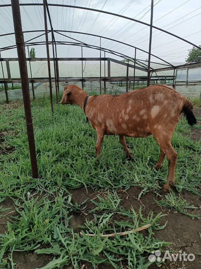 Дойные нубийские козы