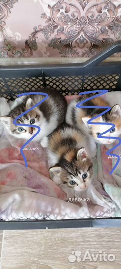 Котята в добрые руки