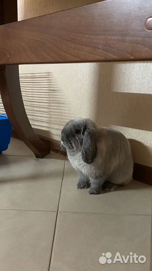 Вислоухий декоративный кролик