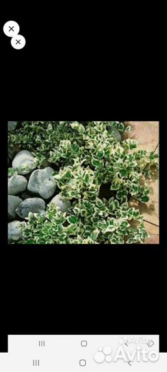 Юкка,бересклет