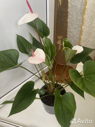 Антуриум фреш лав