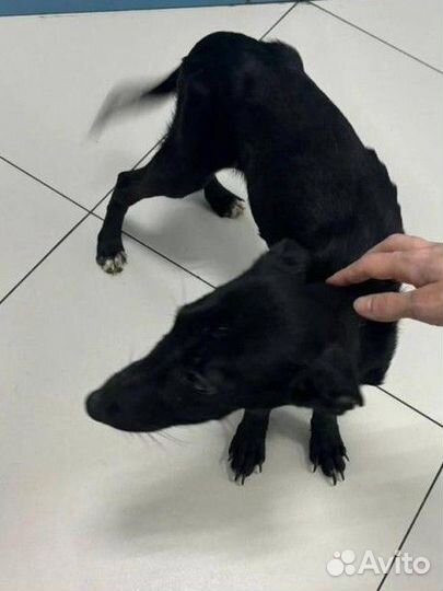 Щенок черная девочка