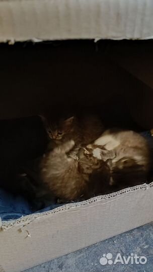 Котята в дар