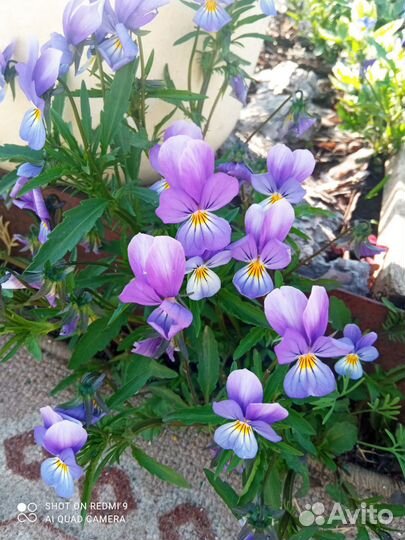 Многолетние цветы