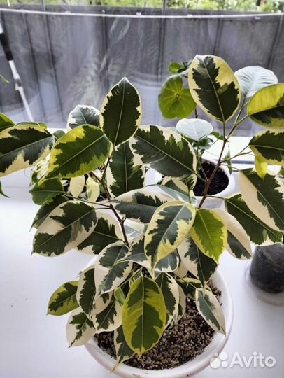 Фикус голден Кинг